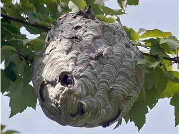 Hornets nest