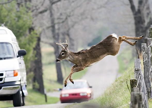 Watch for deer crossing in the fall because they are likely not watching out for you.