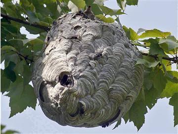 How to safely remove unwanted bees and hornets' nests