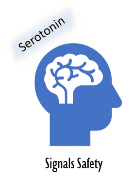 Serotonin signals safety in our brains